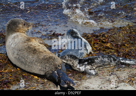 Harbor Seal Mutter ist ein Welpen-Seal Point Lobos Naturschutzgebiet Pflege; California Stockfoto