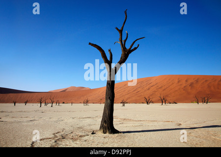 Tote Bäume (gedacht, um 900 Jahre alt sein) und Sanddünen am Deadvlei, Namib-Naukluft-Nationalpark, Namibia, Afrika Stockfoto