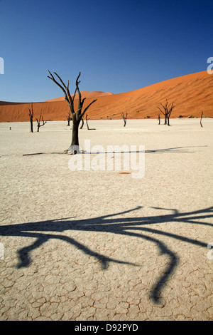 Tote Bäume (gedacht, um 900 Jahre alt sein) und Sanddünen am Deadvlei, Namib-Naukluft-Nationalpark, Namibia, Afrika Stockfoto