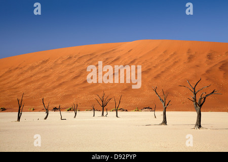 Tote Bäume (gedacht, um 900 Jahre alt sein), Touristen und Sanddünen am Deadvlei, Namib-Naukluft-Nationalpark, Namibia, Afrika Stockfoto