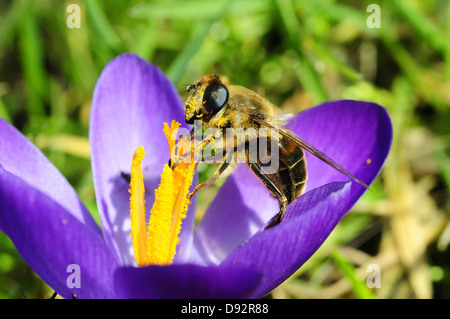 Drohne fliegen, Eristalis tenax Stockfoto