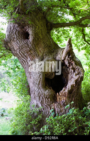 Quercus. Eine alte Eiche in einem englischen Waldgebiet. Stockfoto