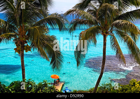 High Angle View ein karibischer Reef, Garrafon Natural Reef Park, Quintana Roo, Isla Mujeres, Mexiko Stockfoto