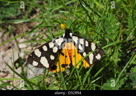 Creme-Ort Tiger, Arctia villica Stockfoto