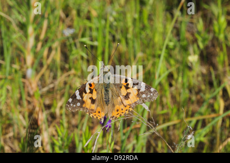 Distelfalter Vanessa cardui Stockfoto