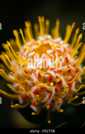 Ein Nadelkissen Protea "Veld" (Leucospermum) Feuerblume, close-up Stockfoto