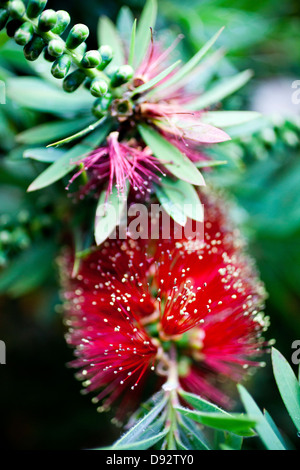 Crimson Bottlebrush Strauch (Zylinderputzer Citrinus) Stockfoto