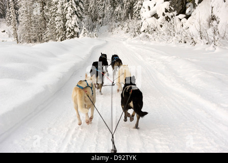 Rückansicht des Hunde zieht einen Schlitten durch Schnee Stockfoto