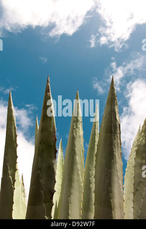 Agave-Pflanze Stockfoto