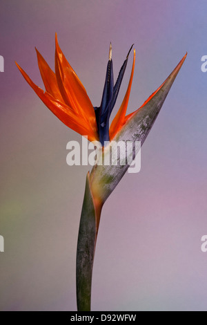 Ein Paradiesvogel Blume Pastell Hintergrund Stockfoto