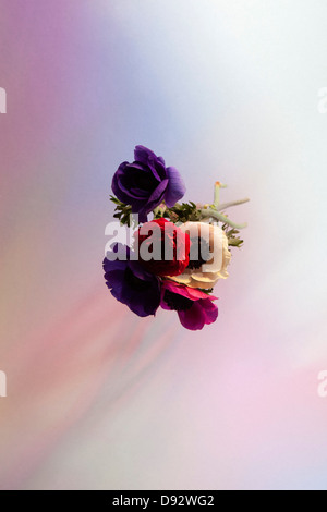 Ein Bouquet von vibrierend farbenen Orientalischer Mohn in der Luft Stockfoto