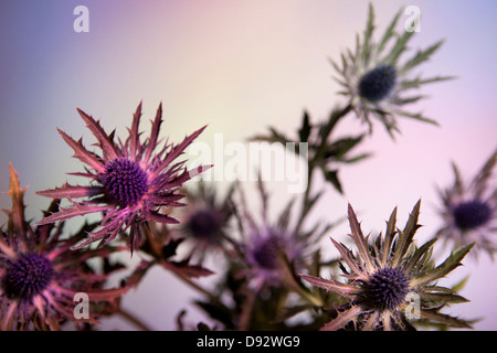 Distel Blumen Pastell Hintergrund Stockfoto