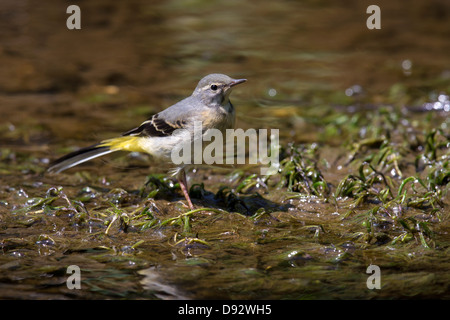 Graue Bachstelze, Weiblich Stockfoto