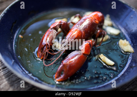 Süßwasser Yabby (Cherax Destructor) gekocht in Öl mit Knoblauch Stockfoto