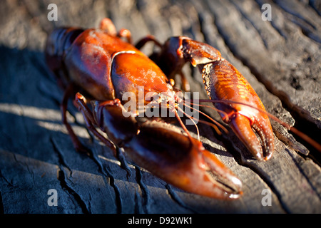 Süßwasser Yabby (Cherax Destructor) auf Holz Rinde in Jindabyne, New-South.Wales, Australien Stockfoto