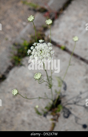 Detail einer Pflanze durch einen Riss im Beton wächst Stockfoto