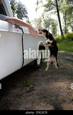 Ein Hund springen bis zu beißen die Hand eines Mannes aus einem Autofenster hängen Stockfoto