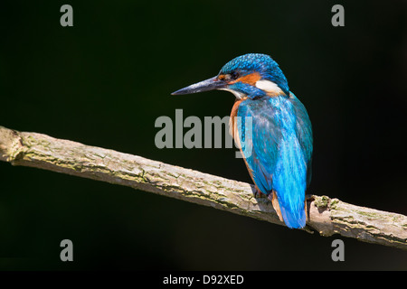 Porträt von einen Eisvogel Stockfoto