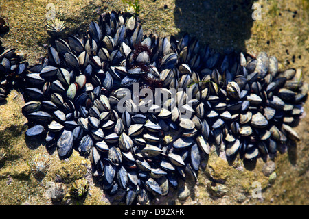 Muscheln in einer Ursuppe bei Ebbe Stockfoto