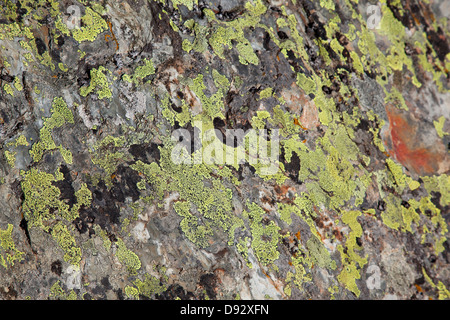 Algen wachsen auf einem Rock, close-up, full frame Stockfoto