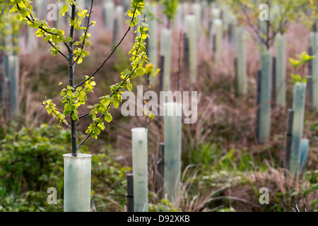 Blattwachstum im Frühling; junge Laubbirken, die in Plastikröhren geschützt sind, wachsen in Forstplantagen, North Yorkshire Moors, Garsdale, Großbritannien Stockfoto