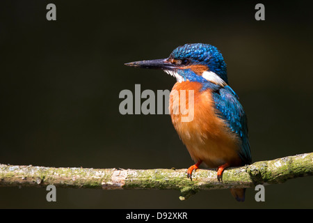 Porträt von einen Eisvogel Stockfoto