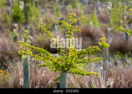 Frühlingswachstum auf Hawthorn. Junge Bäume im Blatt, geschützt durch Baumröhren aus Kunststoff, wachsen in Forestry Plantation, North Yorkshire Moors, Garsdale, Großbritannien Stockfoto