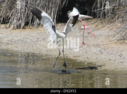 Nahaufnahme von einem Pied Säbelschnäbler (Recurvirostra Avosetta) Landung im Wasser, während in einem Kampf mit einem Stelzenläufer Stockfoto