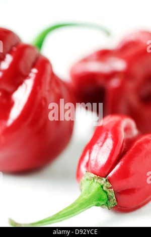 Studioaufnahme von roten Chilischoten Stockfoto