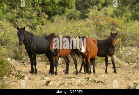 sardische Ponys, Giara di Gesturi, Sardinien Stockfoto