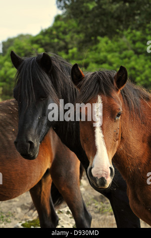 sardische Ponys, Giara di Gesturi, Sardinien Stockfoto