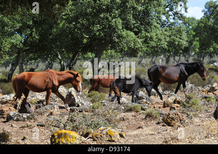 sardische Ponys, Giara di Gesturi, Sardinien Stockfoto