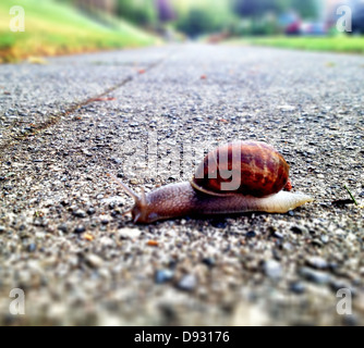 Schnecke Kreuzung Schotterstraße Stockfoto