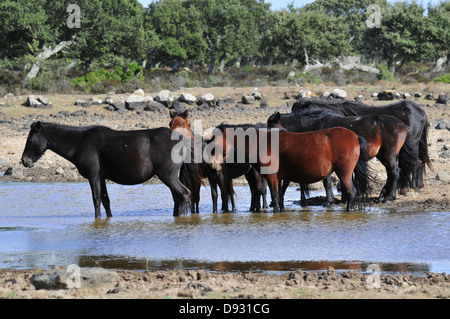 sardische Ponys, Giara di Gesturi, Sardinien Stockfoto