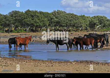 sardische Ponys, Giara di Gesturi, Sardinien Stockfoto