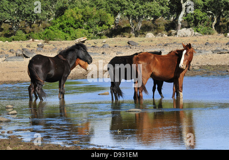 sardische Ponys, Giara di Gesturi, Sardinien Stockfoto