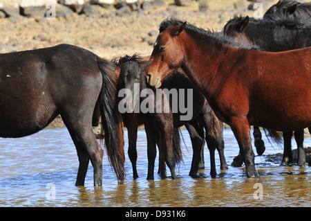 sardische Ponys, Giara di Gesturi, Sardinien Stockfoto