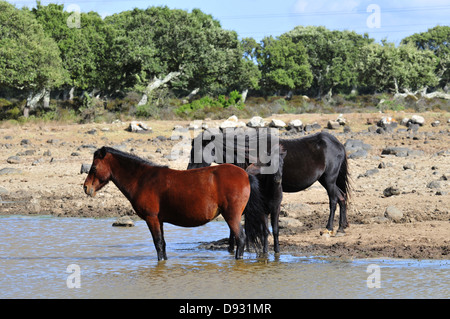 sardische Ponys, Giara di Gesturi, Sardinien Stockfoto