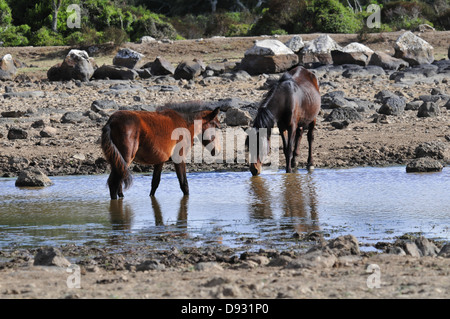 sardische Ponys, Giara di Gesturi, Sardinien Stockfoto