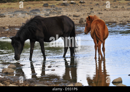 sardische Ponys, Giara di Gesturi, Sardinien Stockfoto