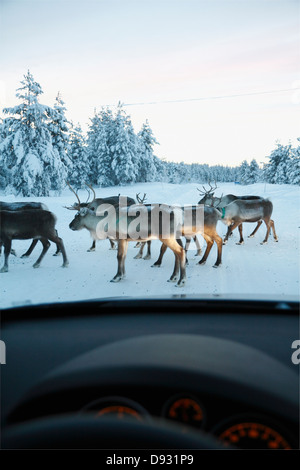 Rentier Winter unterwegs gesehen durch Windschutzscheibe Stockfoto