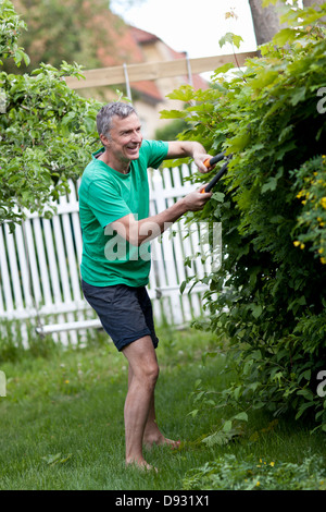 Reifer Mann schneiden Hecke Stockfoto