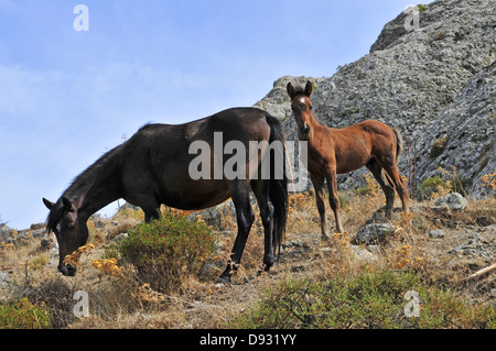 Sardische Ponys, Giara di Gesturi, Sardinien Stockfoto