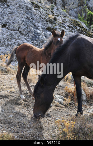 Sardische Ponys, Giara di Gesturi, Sardinien Stockfoto