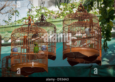 Vögel in Käfigen Stockfoto
