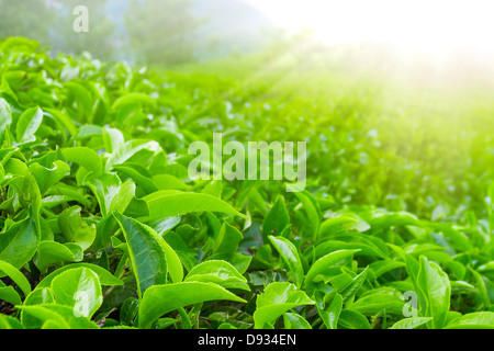 Frische Teeblätter closeup Stockfoto