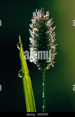 Close-up Tautropfen auf einem Grashalm. Stockfoto
