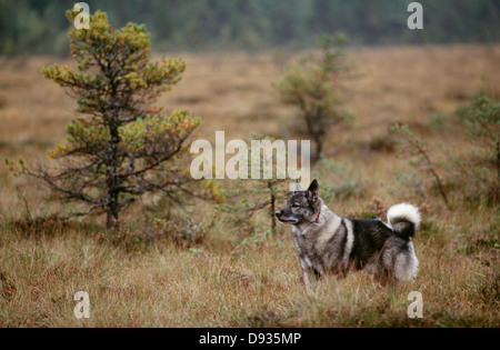 Hund stehen im Feld Stockfoto