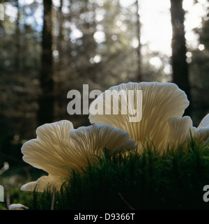 Flache grüne Pilze, close-up Stockfoto