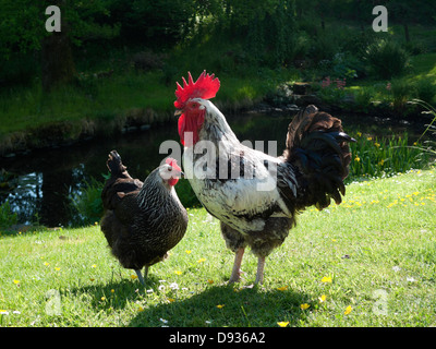 Freilandhühner Geflügelhuhner und Hühnerhennen Streifen durch Gartenteich in Llanwrda Carmarthenshire Wales UK. KATHY DEWITT Stockfoto